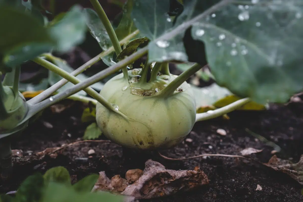 Kohlrabi 101: Your Go-To Guide and Delicious Recipes